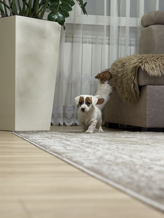 Pieski Jack Russell Terrier