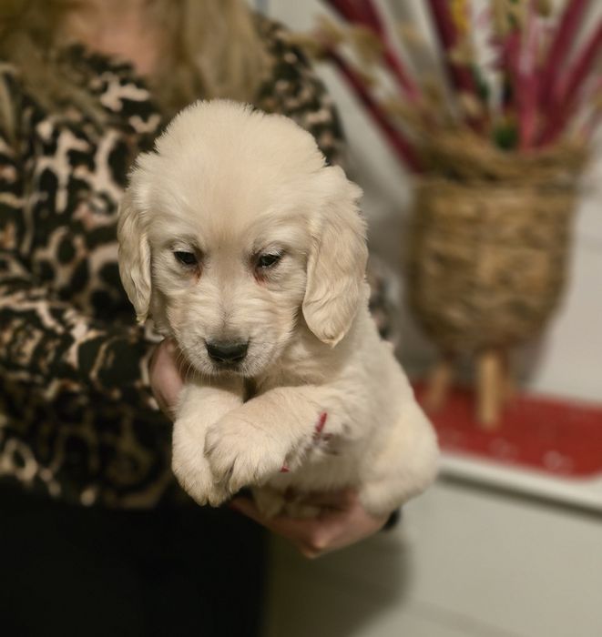 Golden Retriever szczeniak