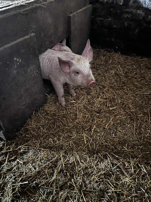 Поросята 1,5 місяці