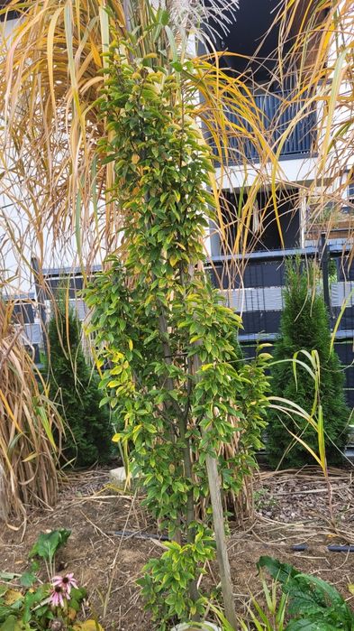 Grab Fascigiata - duże okazy