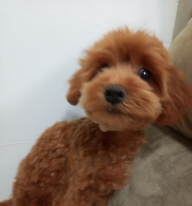 5-и міс.малюк МальтіпуF2