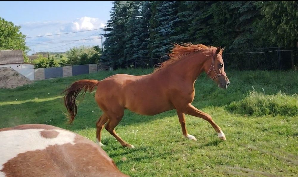 Klacz czystej krwi arabskiej