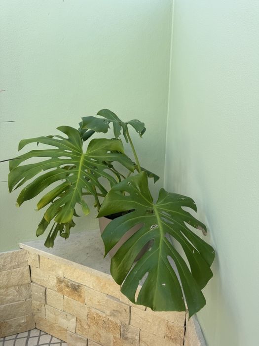 Plantas Monsteras deliciosas