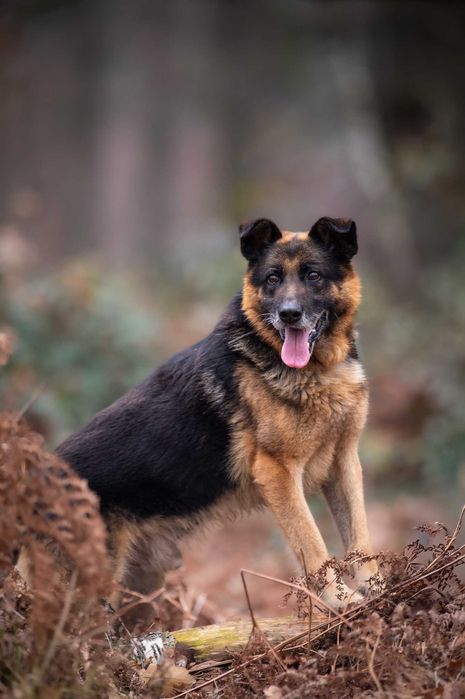 Gustaw do adopcji – wyjątkowy owczarek o wielkim sercu
