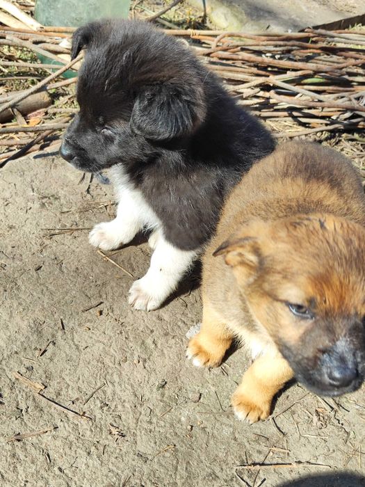 Отдам в добрые руки щенки 4 мальчика и 1 девочка
