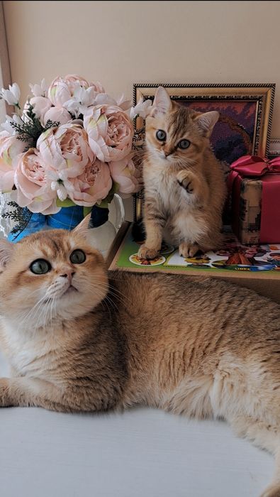 Шикарне кошеня золота шиншила, британське кошенятко