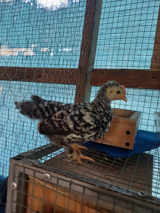 Galinhas pekim frangos e frangas