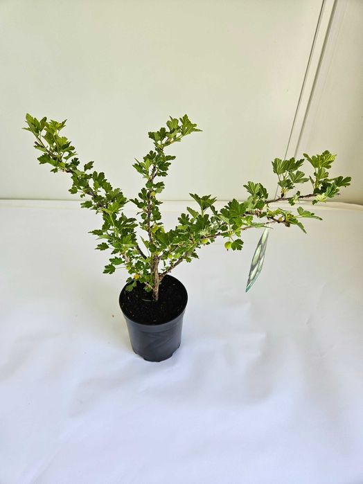 Agrest zielony (Ribes uva-crispa)