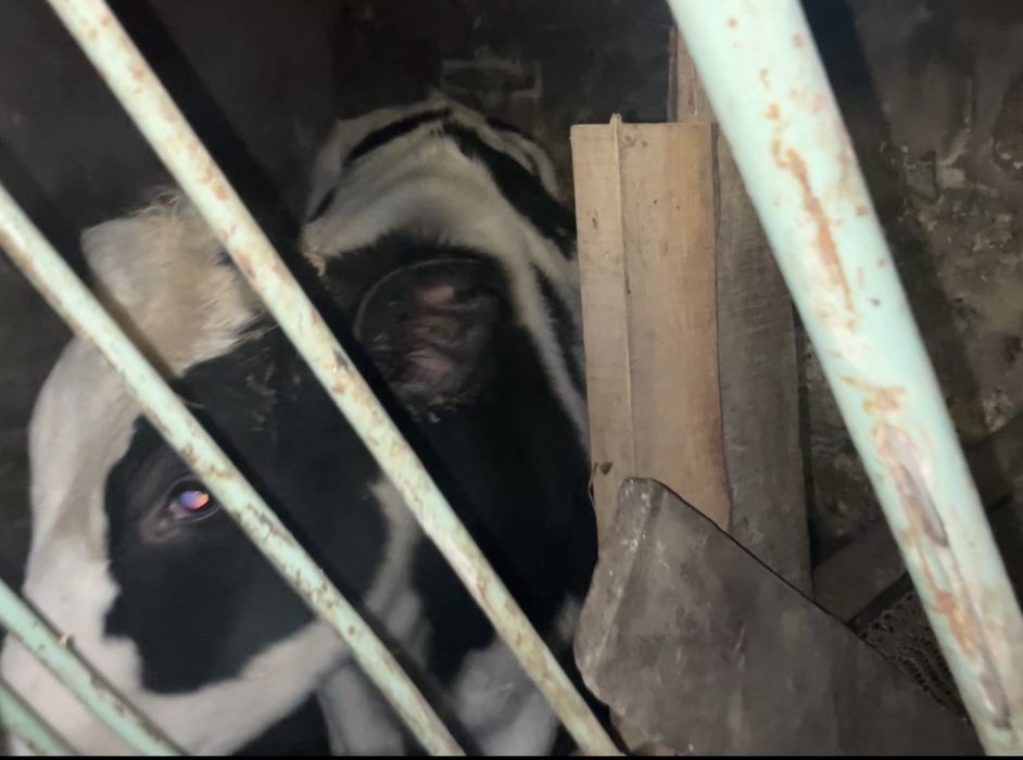 Продається 2 тільні корови та Теличка