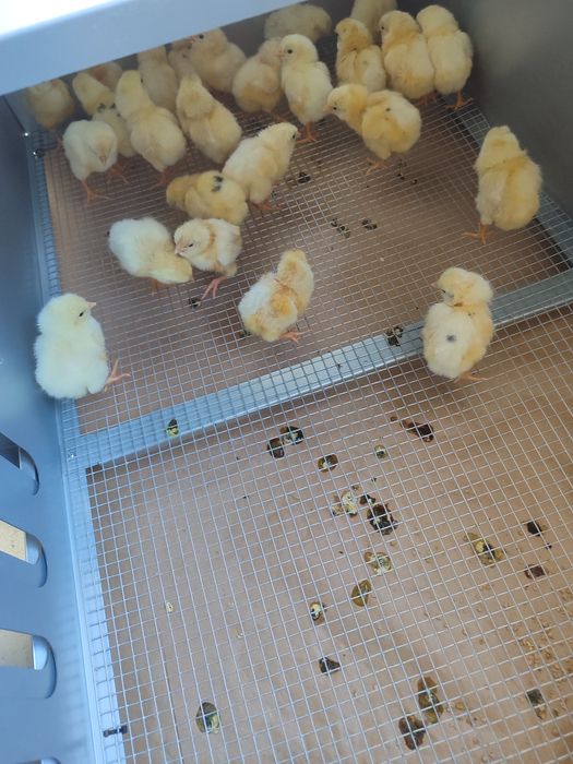 Pintos galinhas leghorn