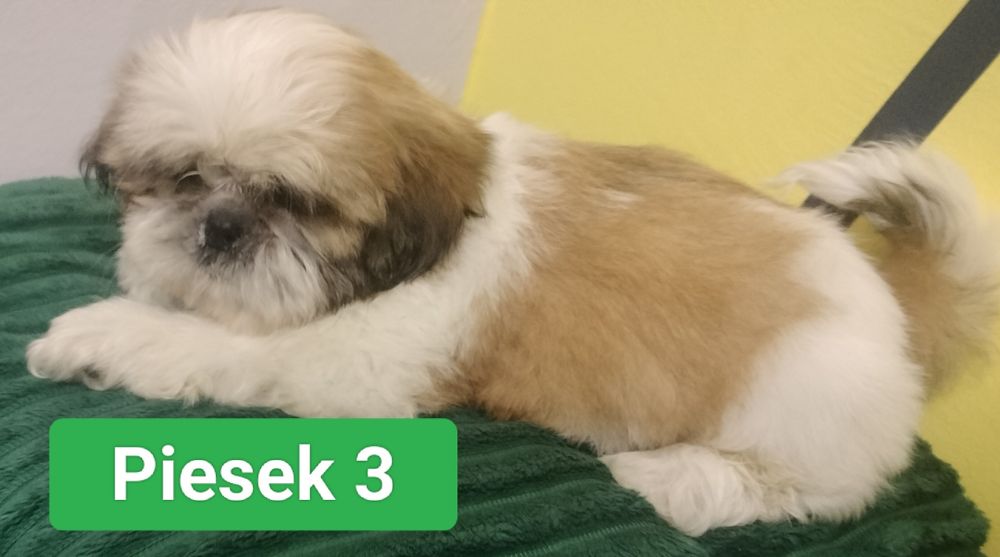 Piesek rasy ShiTzu