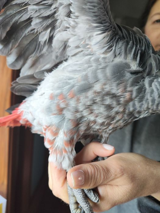 Papagaio cinzento