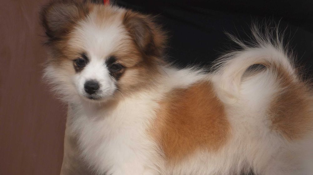 девочка папильон микс