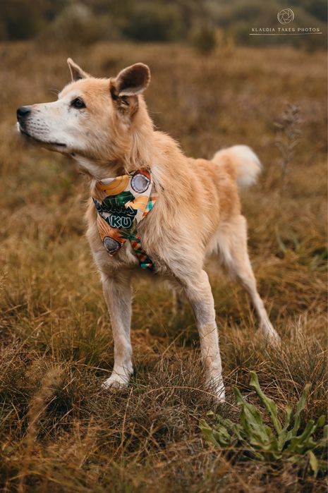 Misiek - nieszczęścia go kochają, ludzie niestety nie...