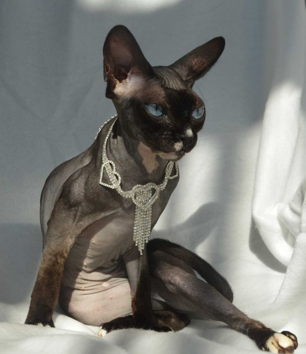 Meah sfinks  kotka niebiesooka o hipnotyzującym spojrzeniu