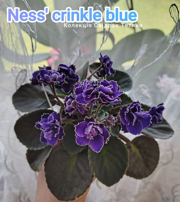 Фіалки ,набір свіжозрізаних листочків