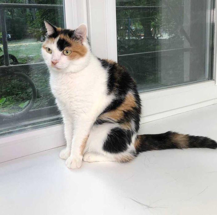 Кошечка с золотым характером  и милой внешностью, зовут Лапушка