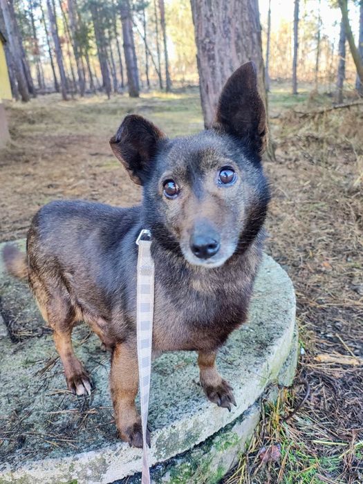 Mały i uroczy Precelek szuka domu