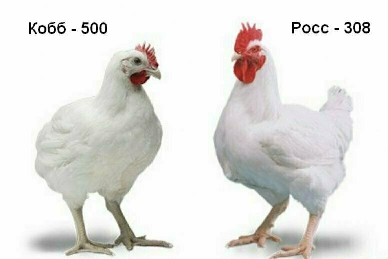 Бройлер суточний кобб 500 та росс 308