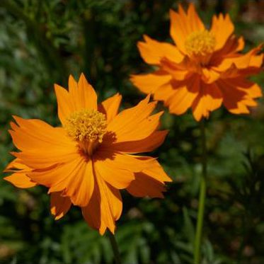 Sementes flores comestíveis biológicas certificadas - várias espécies