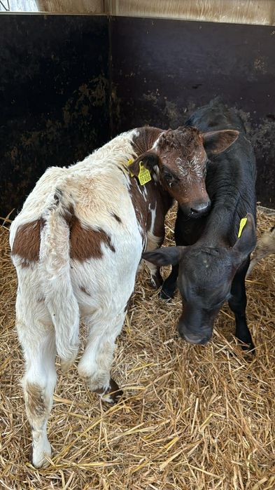 Byczki jałówki cielaki
