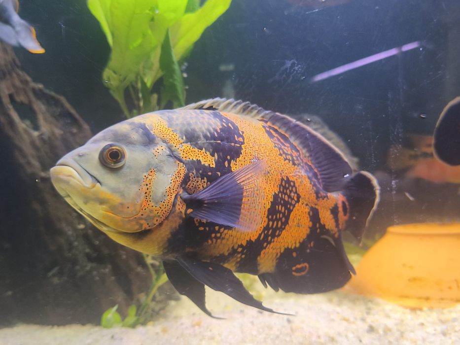 Vendo oscares ( Astronotus ocellatus)
Astronotus ocellatus