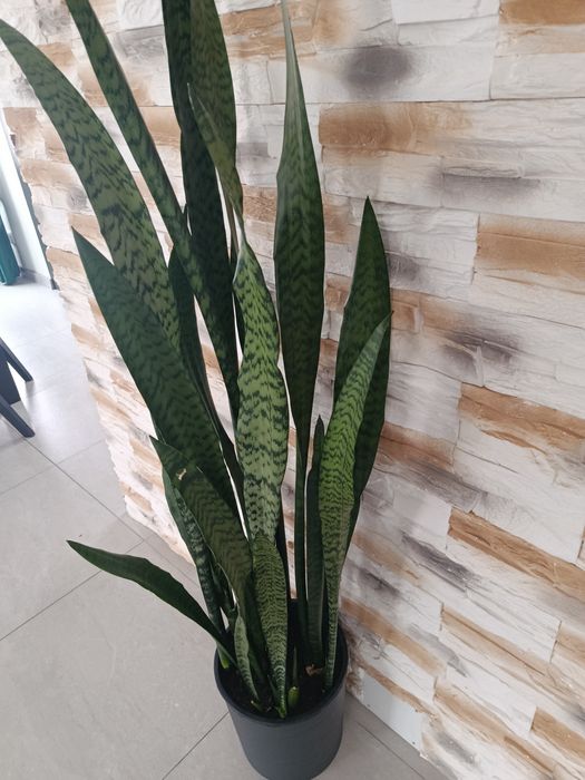 Sansewiera szable języki teściowej