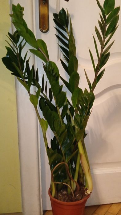 Заміокулькас 17 об'єм горщика 87 см сама рослина  садово кімнатна росл