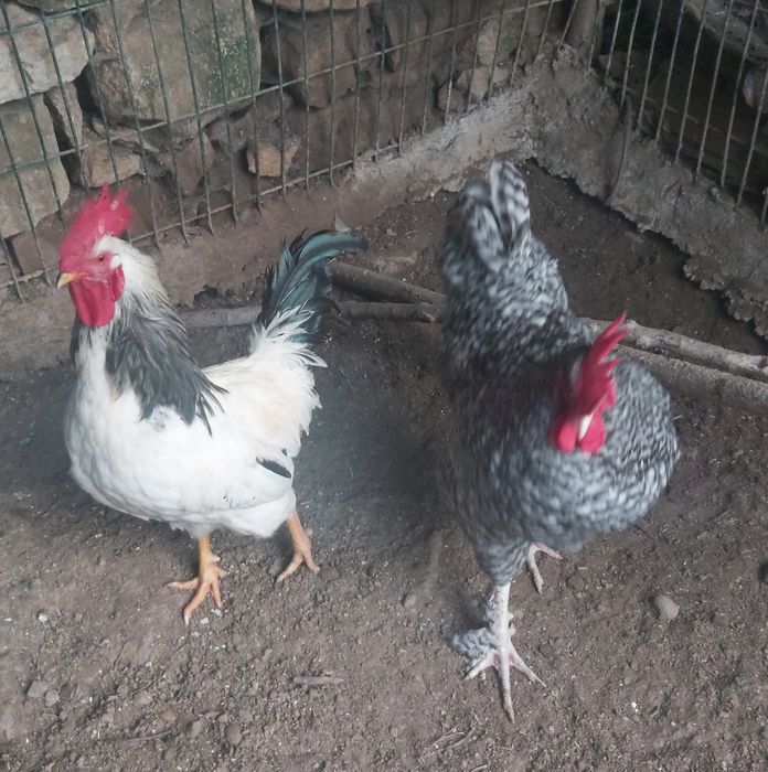 Galos e Galinhas Malines