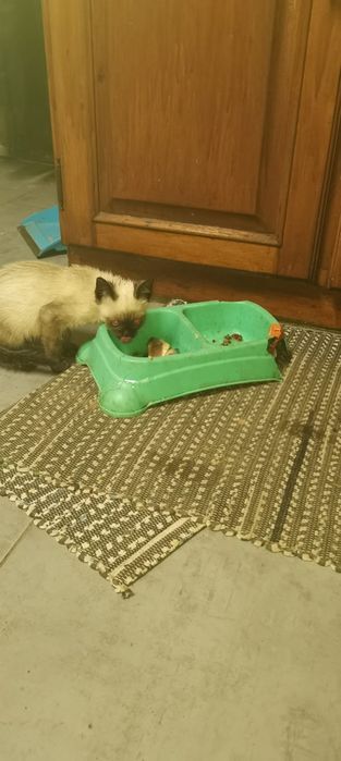 Gatinho Siamês procura novo lar