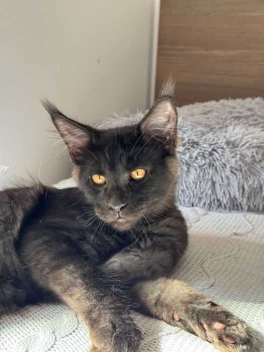 Котята Maine Coon