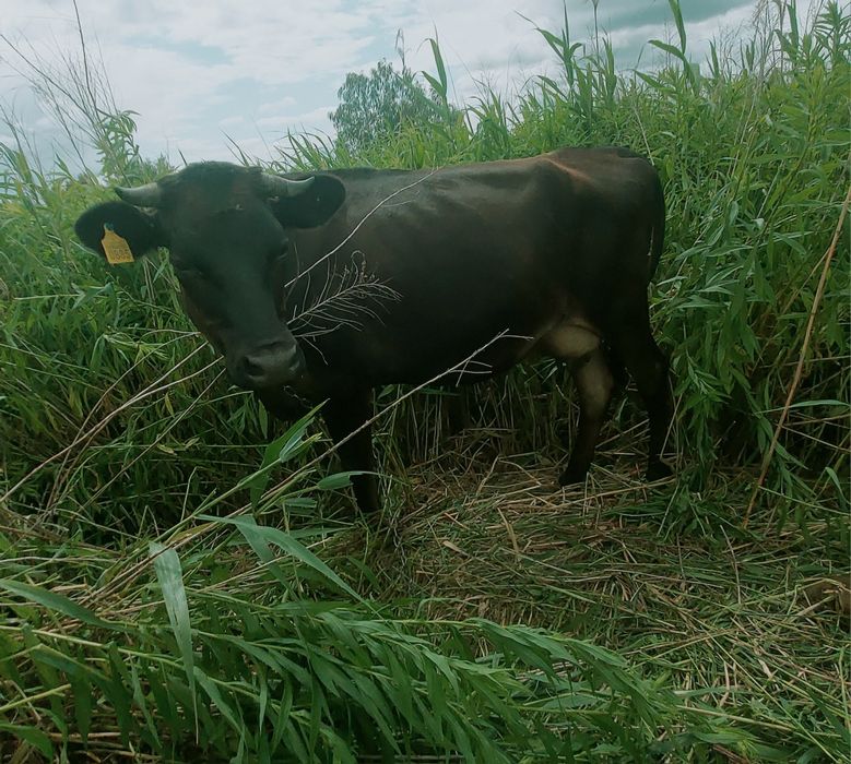Продам Джерсейську молоду корову.
