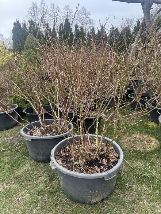 Sprzedam borówki amerykańskie