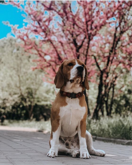 Вязка лучшего бигля на планете