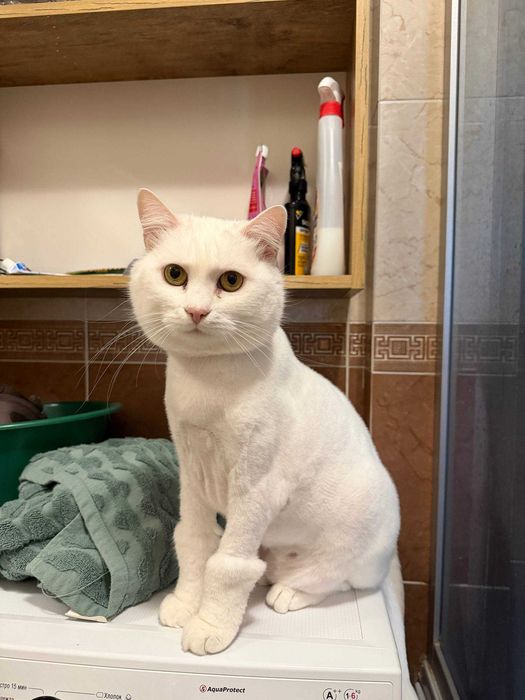 Віддам кота в добрі руки