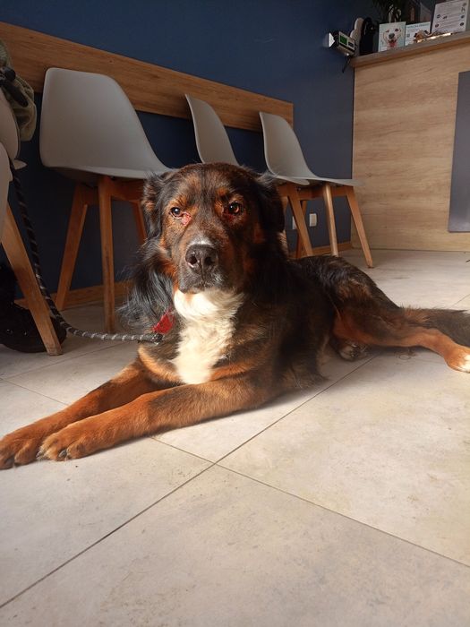 Kopiko- cudowny wielkopies do adopcji