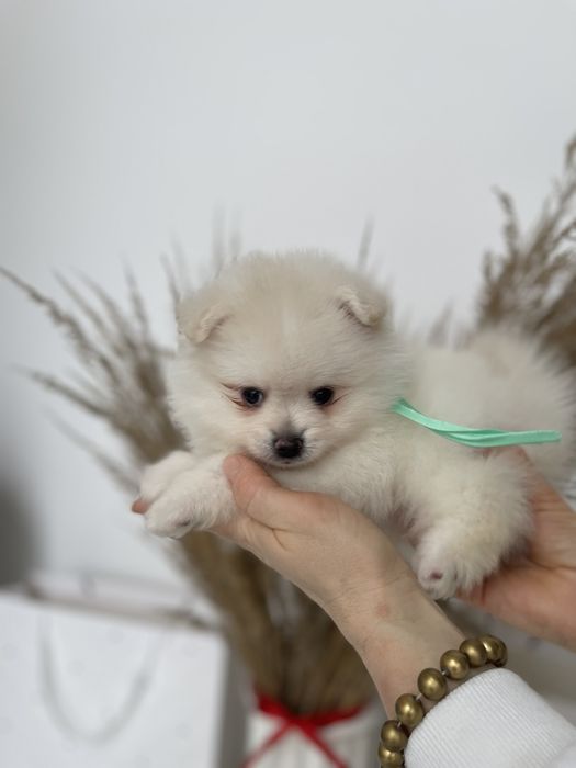 Міні-принци та принцеси Померанські шпіци чекають на свої сімї