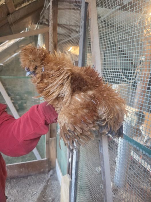 Kury rosy kury silki kury araukany naturalne ekologiczne kury