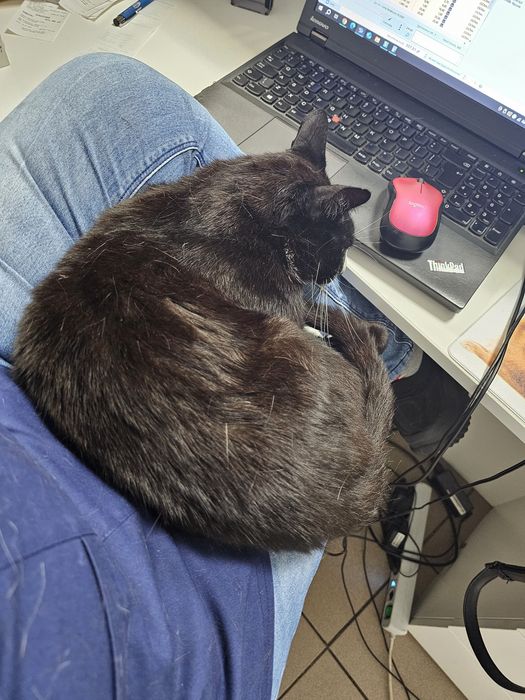 Oddam kota do adopcji piękny kocurek kastrowany Rydułtowy