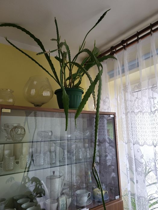 Sprzedam monstera dracena  Palma Szaflara aloes clusia fikus