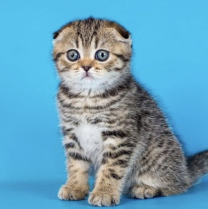 Скоттиш фолд девочка