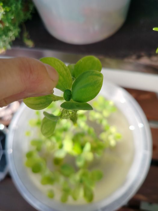 pistia rozetkowa akwarium