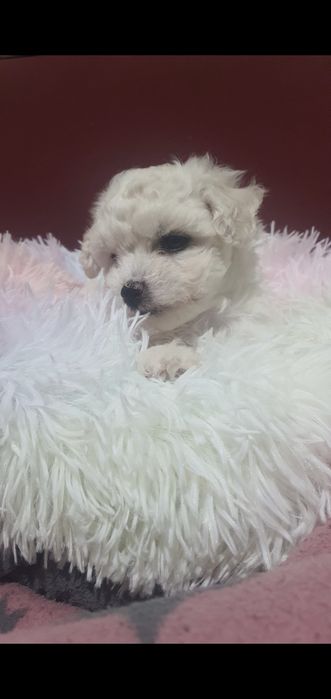 Bichon frise suczka Diana  Fci