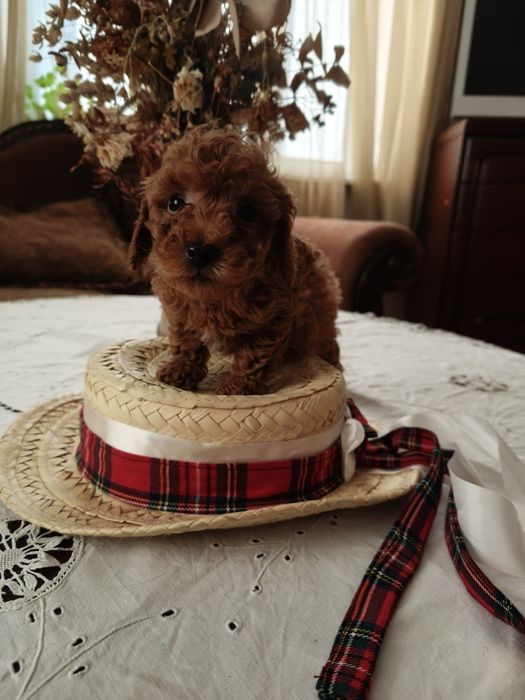 Той пудель   ксу хлопчик