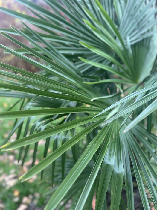 Palma mrozoodporna Trachycarpus fortunei