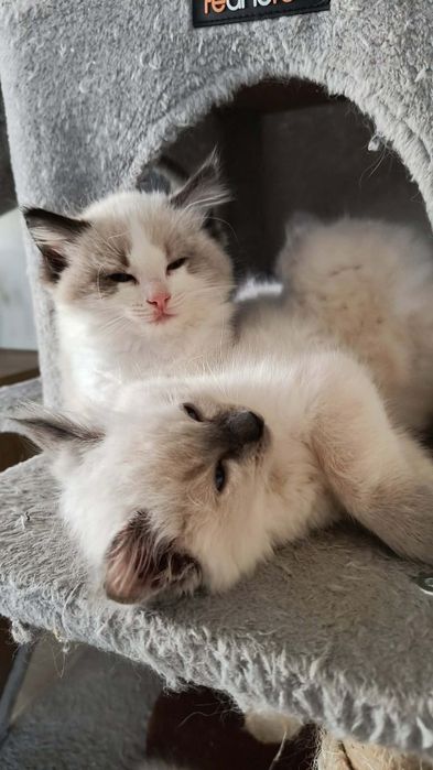 Ragdoll piękne Ragdoll