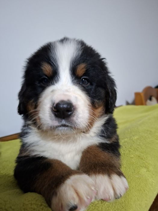 Bernenski  pies pasterski