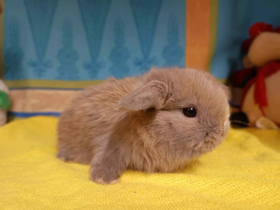 Sprzedam króliczki mini loop mini lop niebieskookie