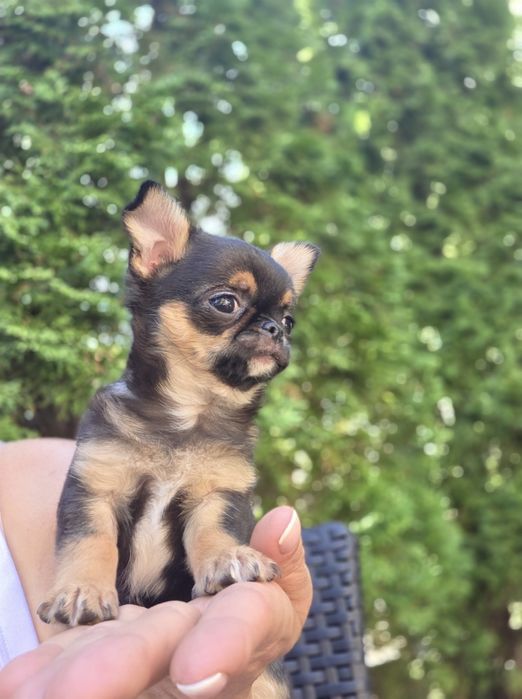Malenki mini  piesek chihuahua