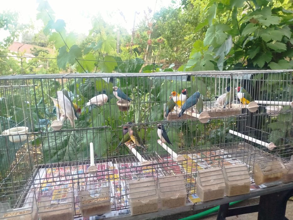 Diamantes de Gould